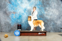 Collie Rough #8 Sat BOSWB Judge Judy Brown
