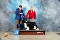 English Springer Spaniel #5 Sat G1 Judge Charles Olvis