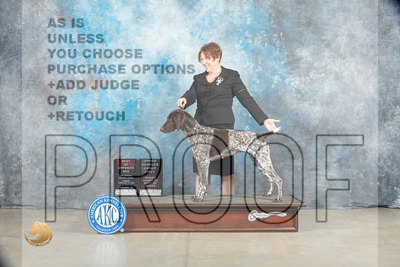 German Shorthaired Pointer #16 Thurs BOSOHG1Judge Charles Olvis r_MJ_1734_Midland2023_HR3