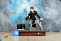 German Shorthaired Pointer #16 Thurs BOSOHG1Judge Charles Olvis r