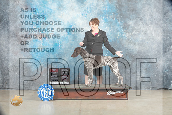 German Shorthaired Pointer #16 Thurs BOSOHG1Judge Charles Olvis r_MJ_1738_Midland2023_HR3
