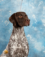 German Shorthaired Pointer #4