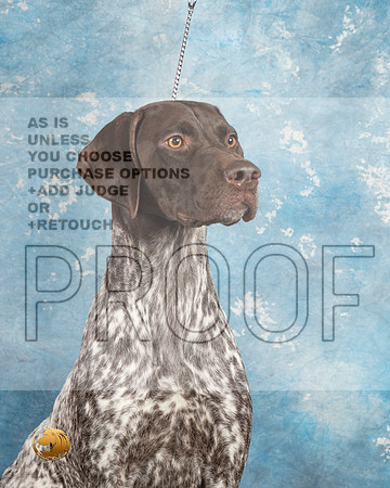 German Shorthaired Pointer #4_MJ_1804_Midland2023_HR3
