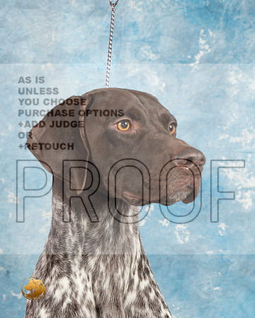 German Shorthaired Pointer #4_MJ_1805_Midland2023_HR3