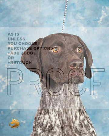 German Shorthaired Pointer #4_MJ_1806_Midland2023_HR3
