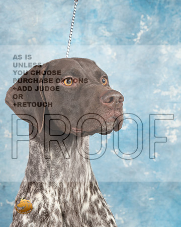 German Shorthaired Pointer #4_MJ_1807_Midland2023_HR3