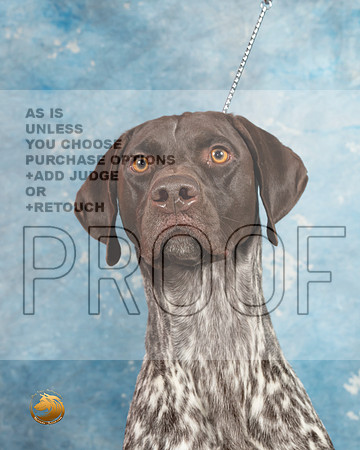 German Shorthaired Pointer #4_MJ_1808_Midland2023_HR3