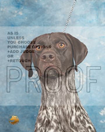 German Shorthaired Pointer #4_MJ_1809_Midland2023_HR3