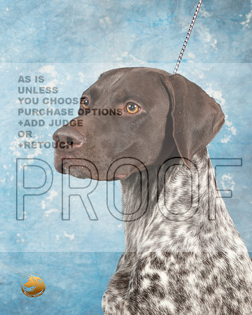 German Shorthaired Pointer #4_MJ_1810_Midland2023_HR3