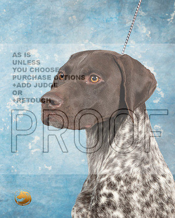 German Shorthaired Pointer #4_MJ_1811_Midland2023_HR3