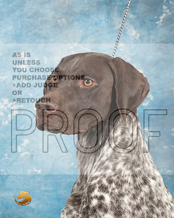German Shorthaired Pointer #4_MJ_1812_Midland2023_HR3