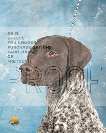 German Shorthaired Pointer #4_MJ_1814_Midland2023_HR3