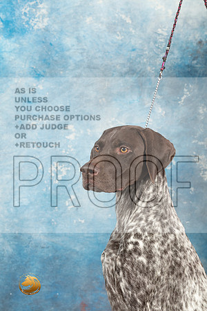 German Shorthaired Pointer #4_MJ_1815_Midland2023_HR3