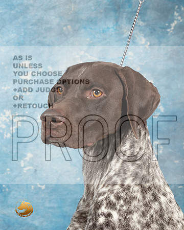 German Shorthaired Pointer #4_MJ_1813_Midland2023_HR3