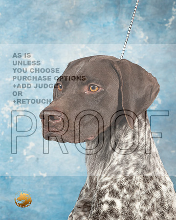 German Shorthaired Pointer #4_MJ_1816_Midland2023_HR3