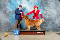 Golden Retriever #7 Sat G2 Judge Charles Olvis