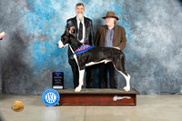 Great Dane #9 Thur WBBOW Judge Elizardo Valadez