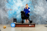 Poodle Std #24 Sat BOWMaj Judge Elizabeth Muthard