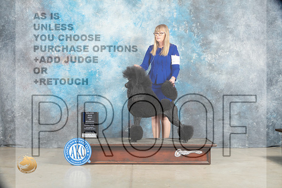 Poodle Std #24 Sat BOWMaj Judge Elizabeth Muthard_MJ_1827_Midland2023_HR3