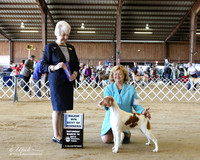 Brittany #10 Sat Best of Winners Anne Parchman Judge J McGinnis LR Houston Mar 2013