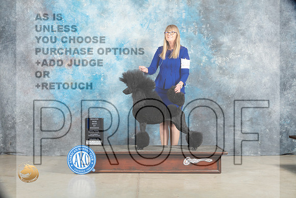 Poodle Std #24 Sat BOWMaj Judge Elizabeth Muthard_MJ_1831_Midland2023_HR3