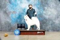 Samoyed #9 Thur Sat WDBOW Judge Elizardo Valadez Judge Elizabeth Muthard