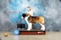 St Bernard #7 Thurs G4 Olvis