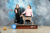 Weimaraner #6 Sat 4to6 G1 Judge Judy Wade