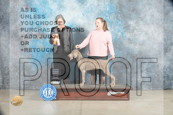 Weimaraner #6 Sat 4to6 G1 Judge Judy Wade_MJ_1792_Midland2023_HR3