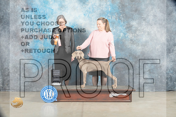Weimaraner #6 Sat 4to6 G1 Judge Judy Wade_MJ_1794_Midland2023_HR3