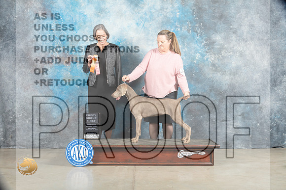 Weimaraner #6 Sat 4to6 G1 Judge Judy Wade_MJ_1795_Midland2023_HR3