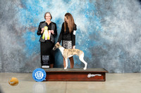 Whippet #7 Sat PBIS Judge Judy Wade