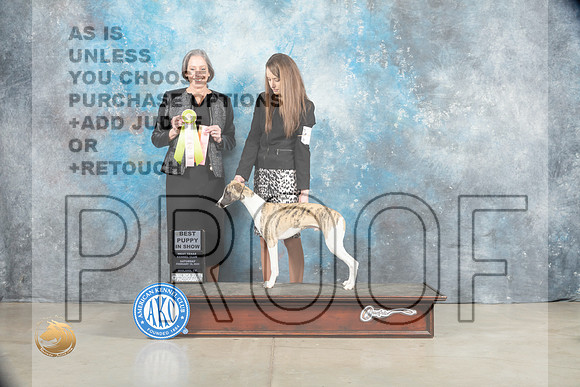 Whippet #7 Sat PBIS Judge Judy Wade_MJ_1788_Midland2023_HR3