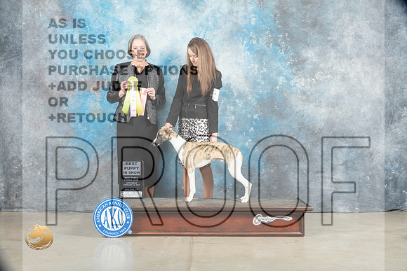 Whippet #7 Sat PBIS Judge Judy Wade_MJ_1789_Midland2023_HR3