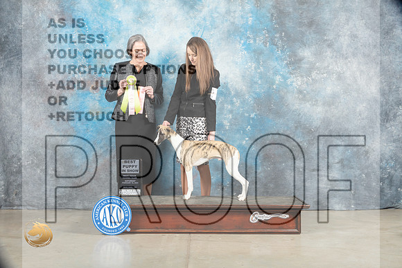 Whippet #7 Sat PBIS Judge Judy Wade_MJ_1790_Midland2023_HR3