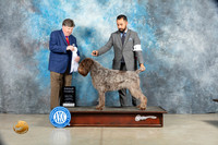 Wirehaired Pointing Griffon #9 Sat G4 Judge Charles Olvis
