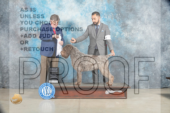 Wirehaired Pointing Griffon #9 Sat G4 Judge Charles Olvis_MJ_1861_Midland2023_HR3