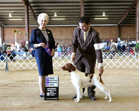 Brittany #23 Sat Winners Dog Suzanne Sparrow & G Clements & C Mika & R Leale Judge McGinnis LR Houston Mar 2013