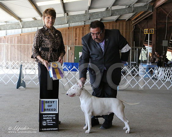AmStaff-7071-LR