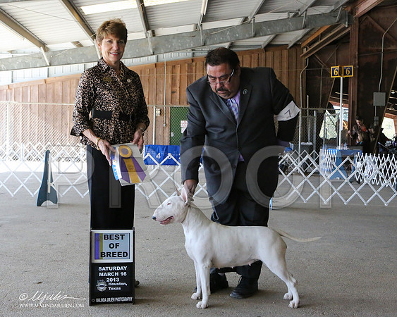 AmStaff-7070-LR
