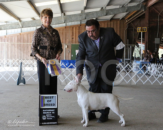AmStaff-7081-LR