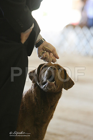 Chessi-6146-LR