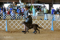 Chesapeake Bay Retriever Ring Sat LR Houston Mar 2013
