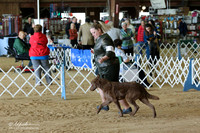 Chesapeake Bay Retriever Ring Sun LR Houston Mar 2013