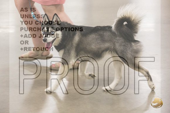 Alaskan Klee Kai Ring Fri_JJL_2061_Premier_2024_HR3