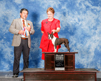 Boston Terrier #10 Sun NC BOW Galiga Marcia Judge Elizardo Valadez
