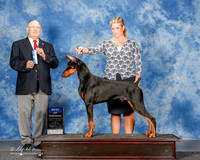 Doberman Pinscher #11 Sun BOW Palsat Ed and Lynda and Dylan Kipp Judge Donald Gill