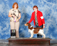English Springer Spaniel #8 Sun BOB Flores Roxanne Judge Danelle Brown