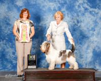 Grand Basset Griffon Vendeen #157 Sun Best MISC Planche Dina M Lois DeMers Gwen Huikeshoven Agent Lois DeMers Judge Danelle Brown