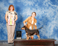 Miniature Bull Terrier #J500 Sut Best Jr Dreyer M and V Giamo Judge Danell Brown